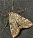 1345 (63.114) Elophila nymphaeata